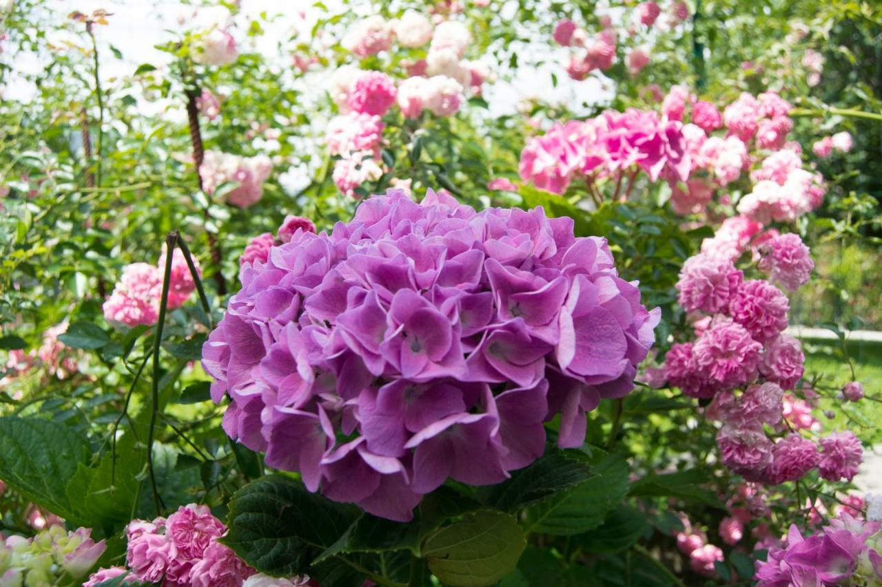 Giardino Delle Ortensie Cannobio Εξωτερικό φωτογραφία